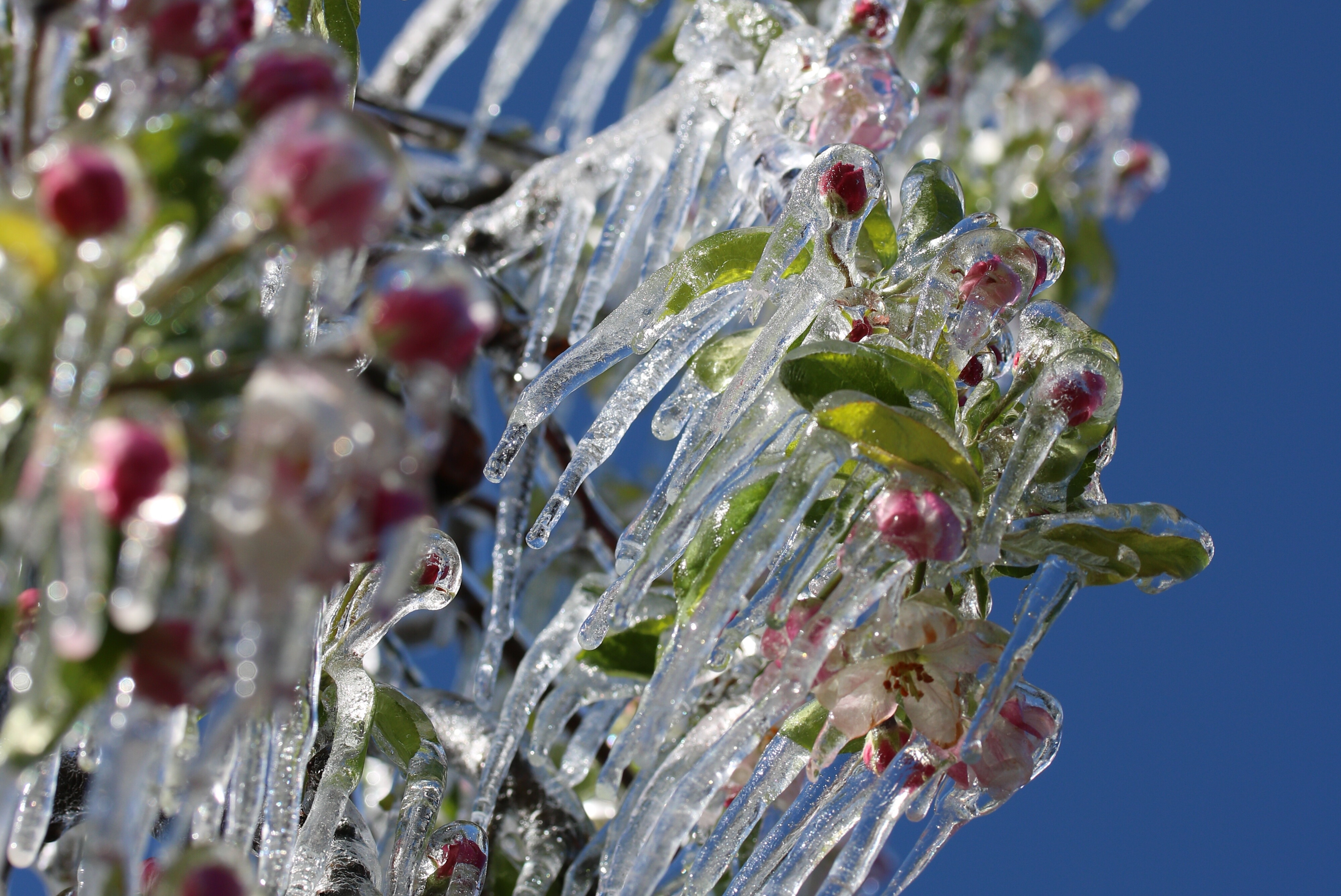 Frostberegnung Südtirol Apfelbaum Blüte unter Eis