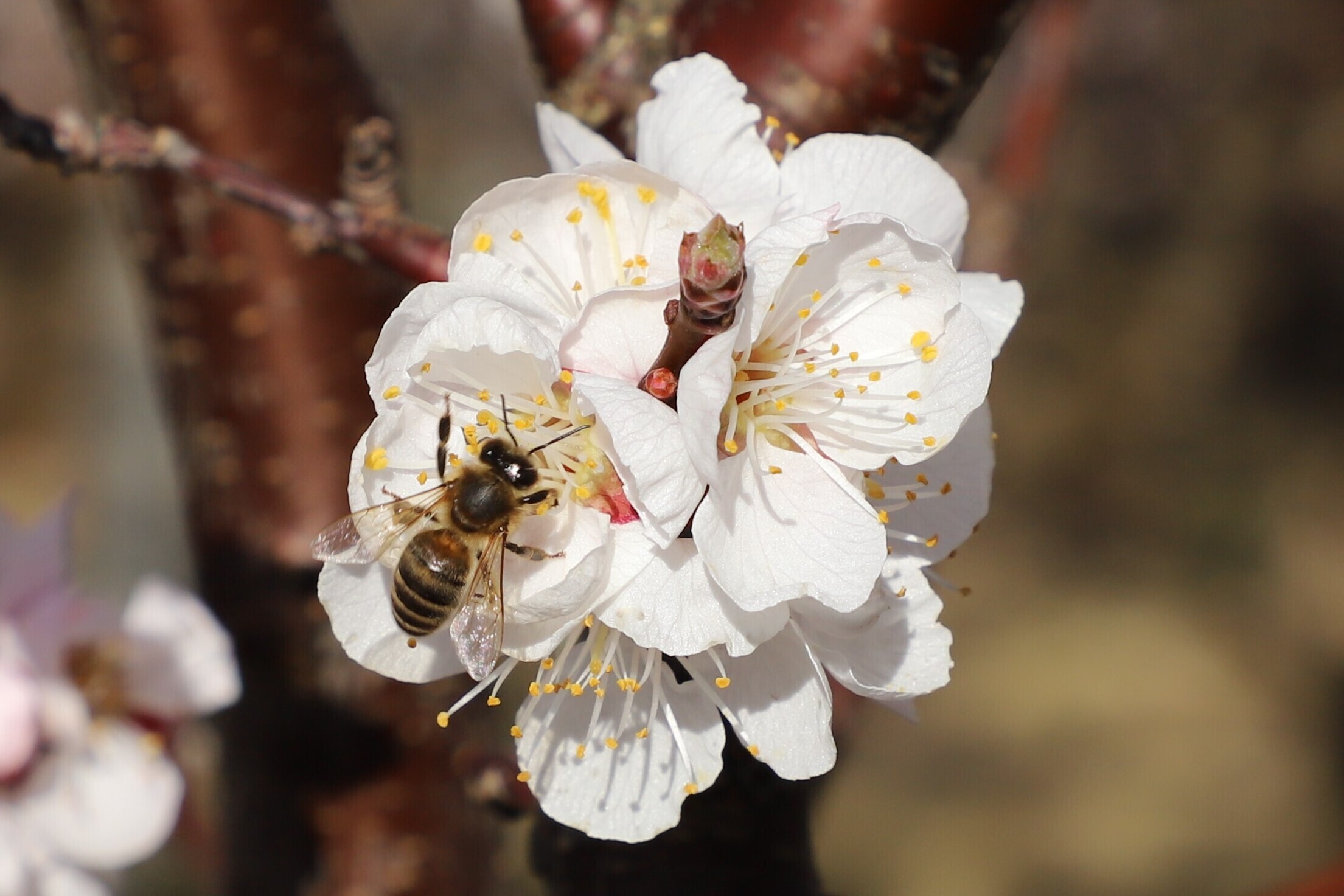 Marillenblüte Südtirol mit Biene