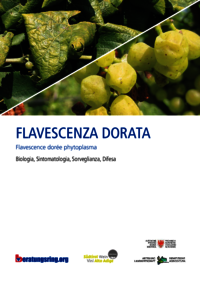 Flavescenza dorata