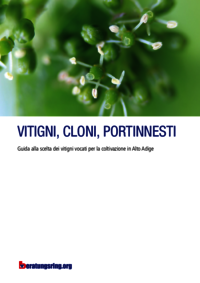 Vitigni, cloni, portinnesti