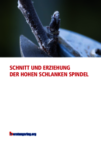  Schnitt und Erziehung der hohen schlanken Spindel