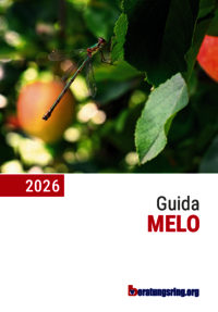Guida Melo