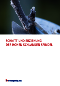 Schnitt und Erziehung der hohen schlanken Spindel