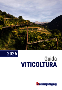 Guida Vite